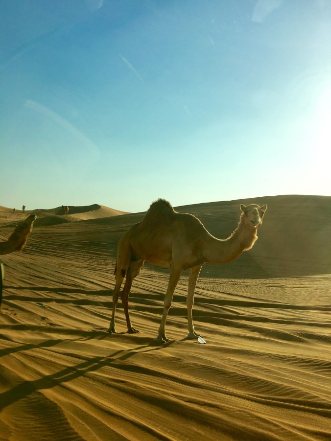 dune bashing dubai desert camel