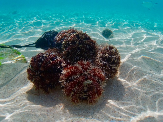 sea urchins, lux le morne, mauritius